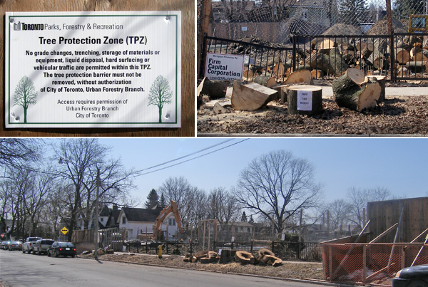 tree-protection-zone