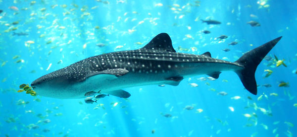 aquarium-whale-shark