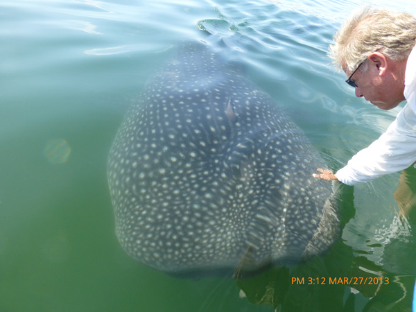 whale-shark