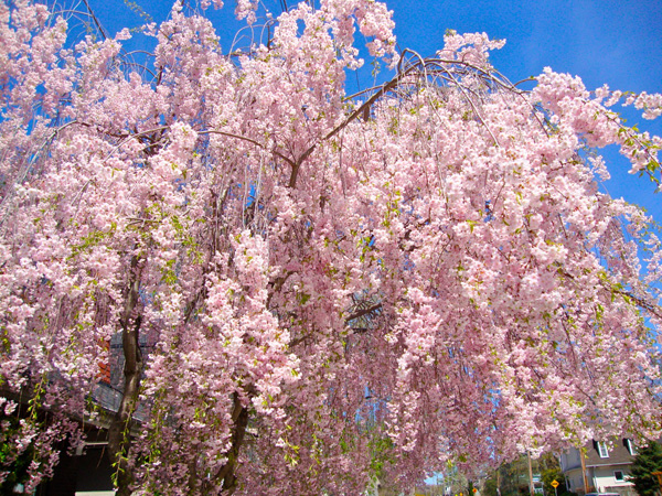 eastwood-cherry-blossoms