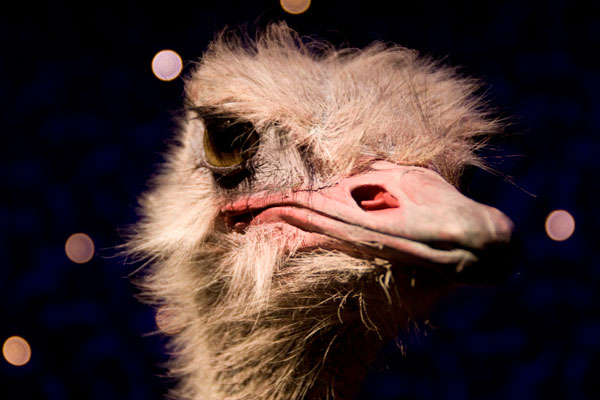 ostrich